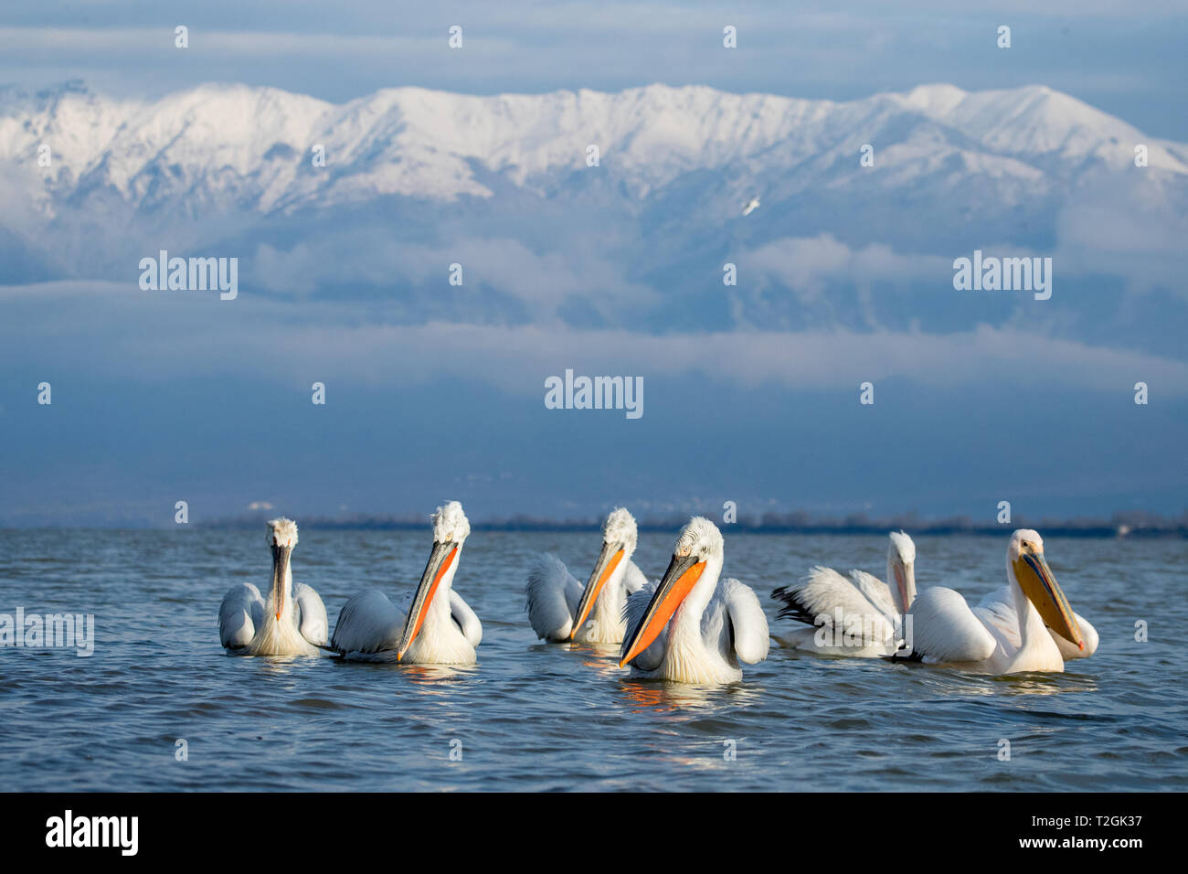 Pellicani dalmata il lago di Kerkini Foto Stock