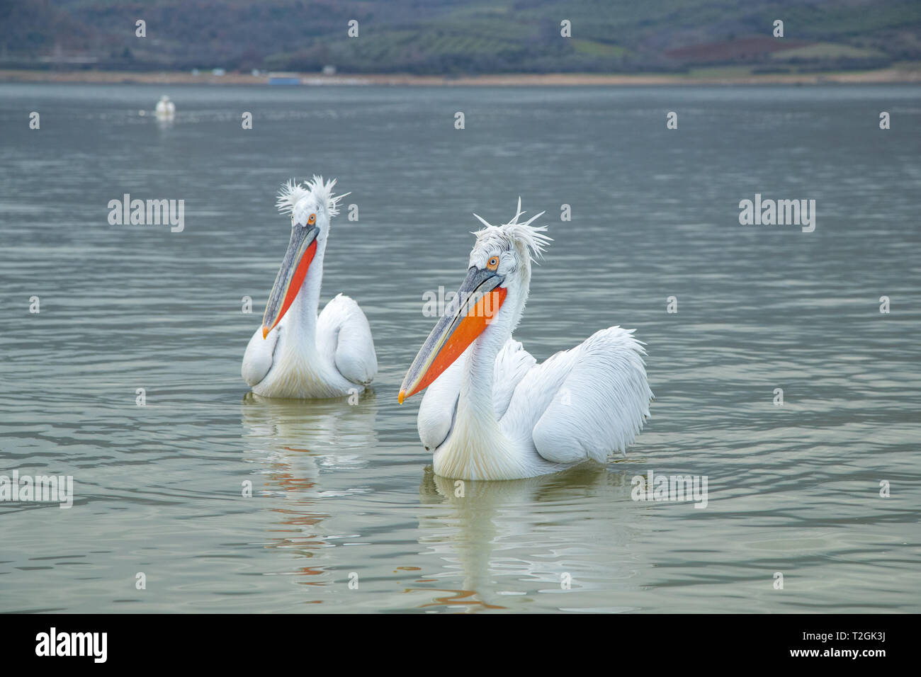 Pellicani dalmata il lago di Kerkini Foto Stock