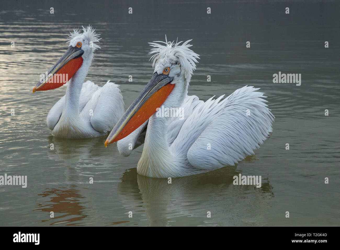 Pellicani dalmata il lago di Kerkini Foto Stock