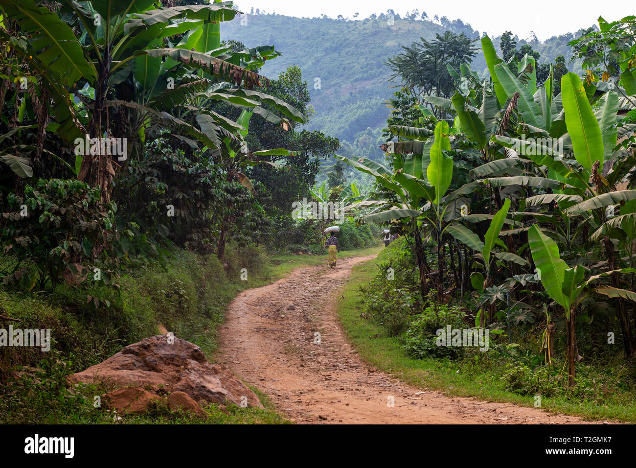 Buhoma village vicino alla Foresta impenetrabile di Bwindi National Park nel sud ovest dell Uganda, Africa orientale Foto Stock