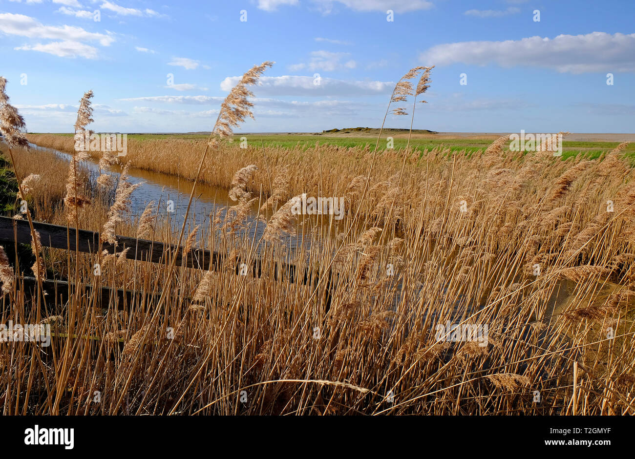 Cley paludi, North Norfolk, Inghilterra Foto Stock