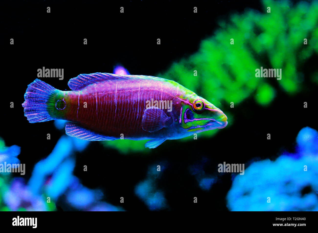 Mistero Wrasse fish - (Pseudocheilinus ocellatus) Foto Stock
