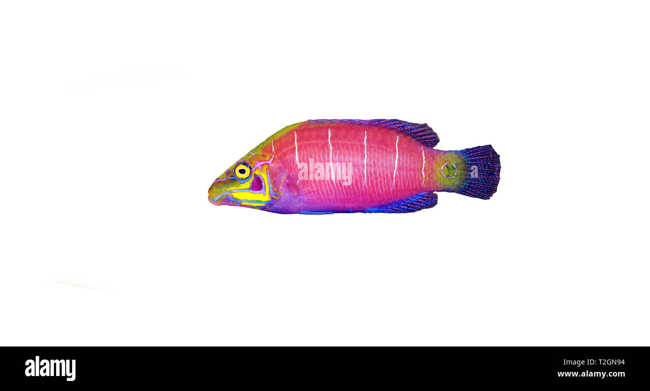 Mistero Wrasse fish - (Pseudocheilinus ocellatus) Foto Stock