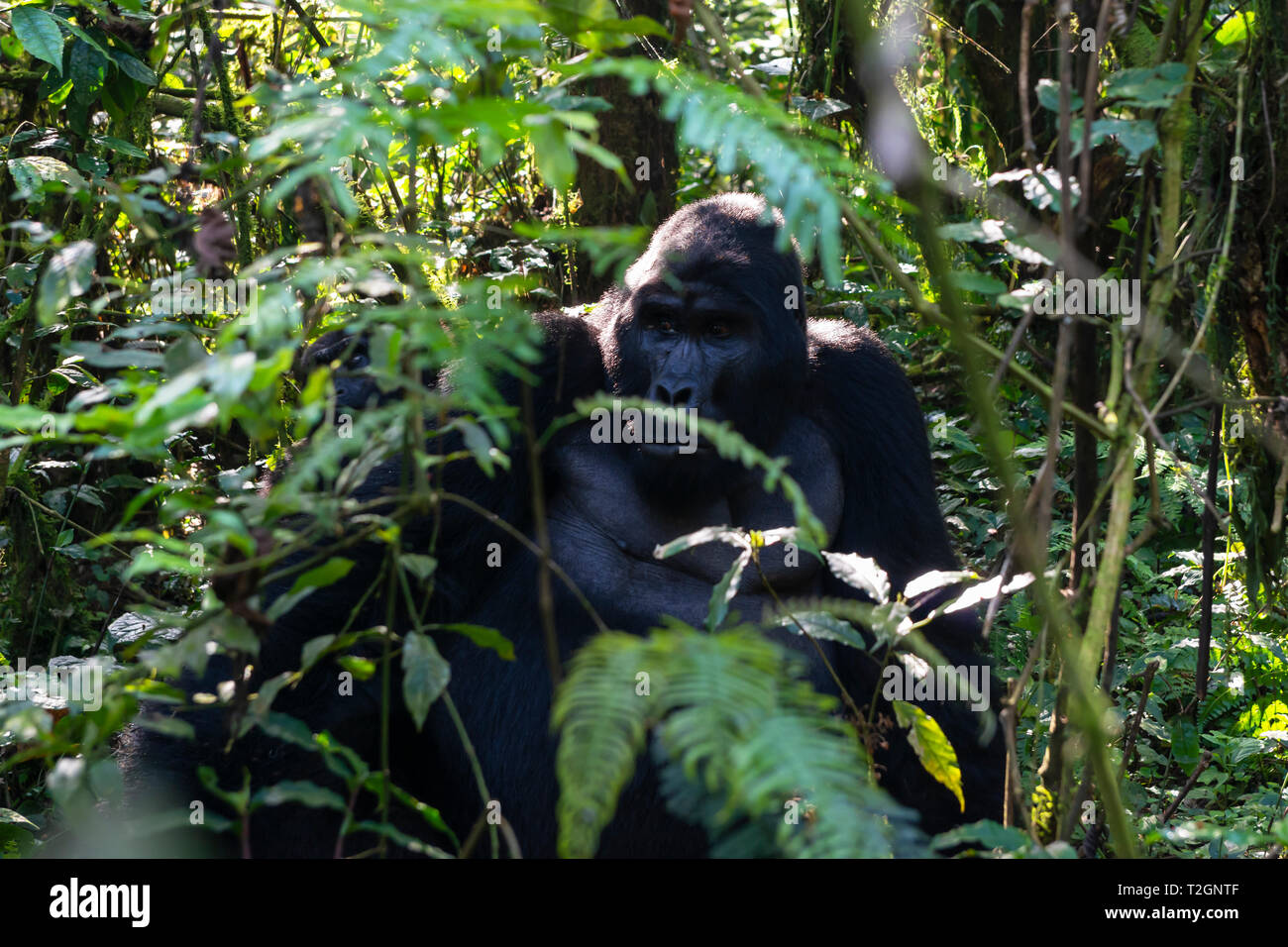 Grande maschio Gorilla di Montagna (Gorilla beringei beringei) nella Foresta impenetrabile di Bwindi National Park nel sud ovest dell Uganda, Africa orientale Foto Stock