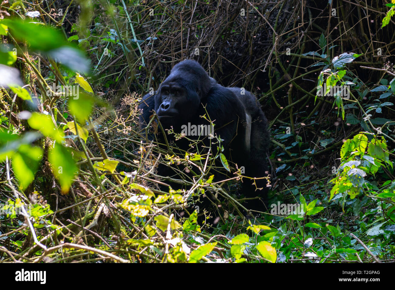 Grande maschio Gorilla di Montagna (Gorilla beringei beringei) nella Foresta impenetrabile di Bwindi National Park nel sud ovest dell Uganda, Africa orientale Foto Stock