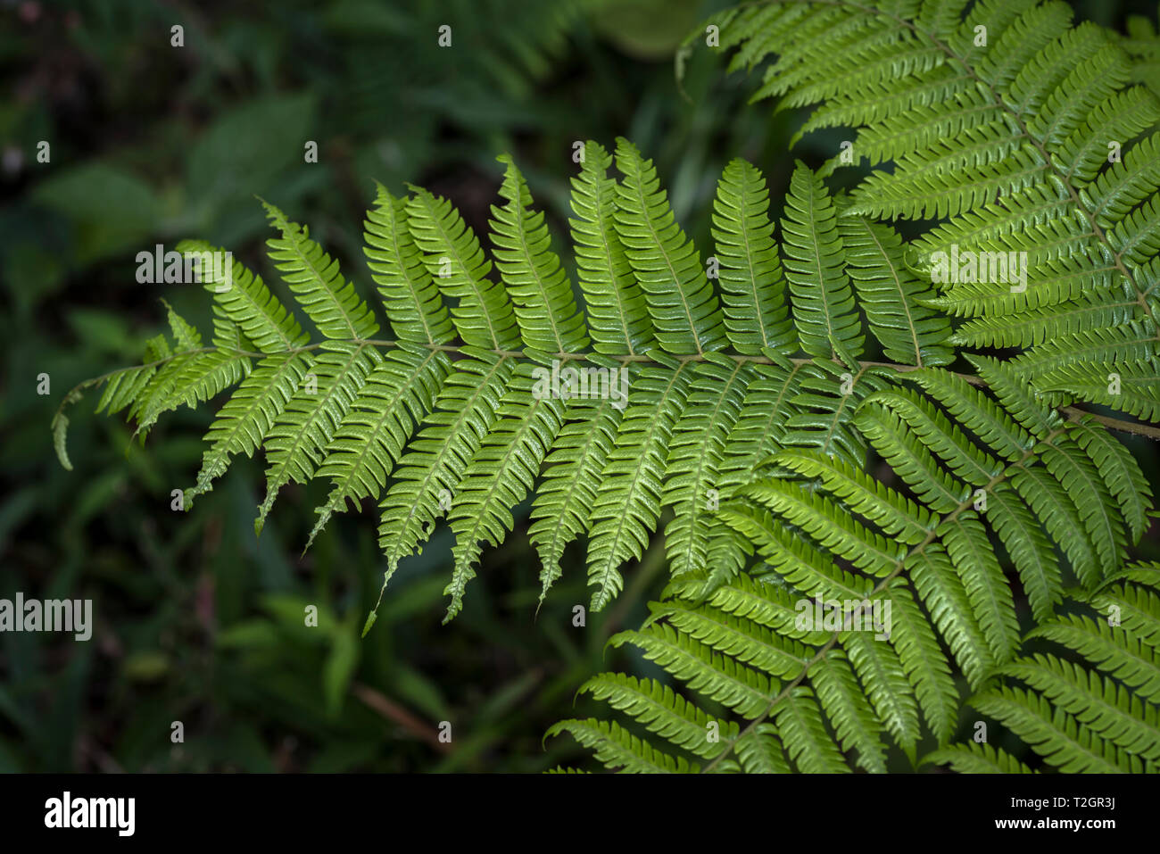 Le foglie di felce Panamas nella foresta di pioggia Foto Stock