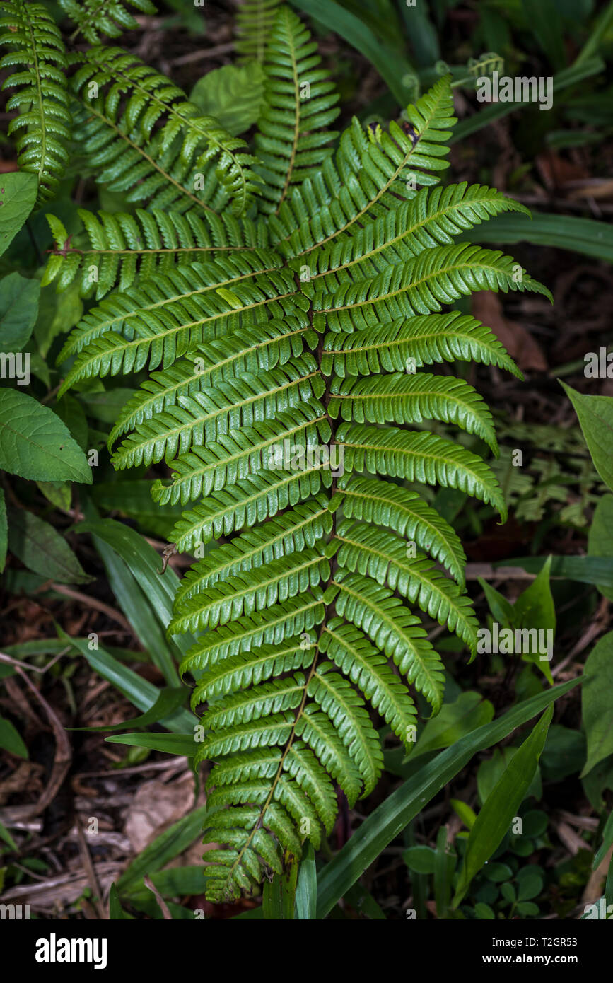 Le foglie di felce Panamas nella foresta di pioggia Foto Stock