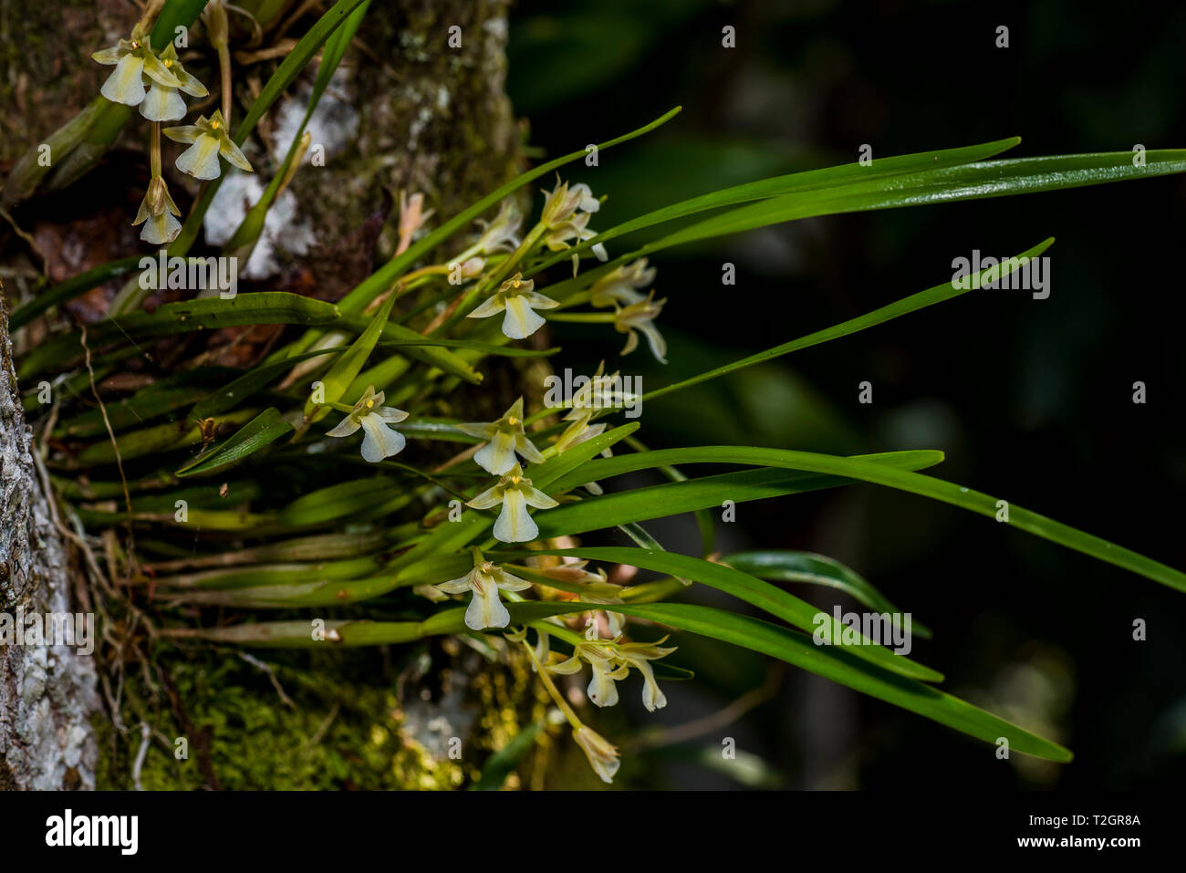 Piccole orchidee bianche da Panamas foresta di pioggia Foto Stock
