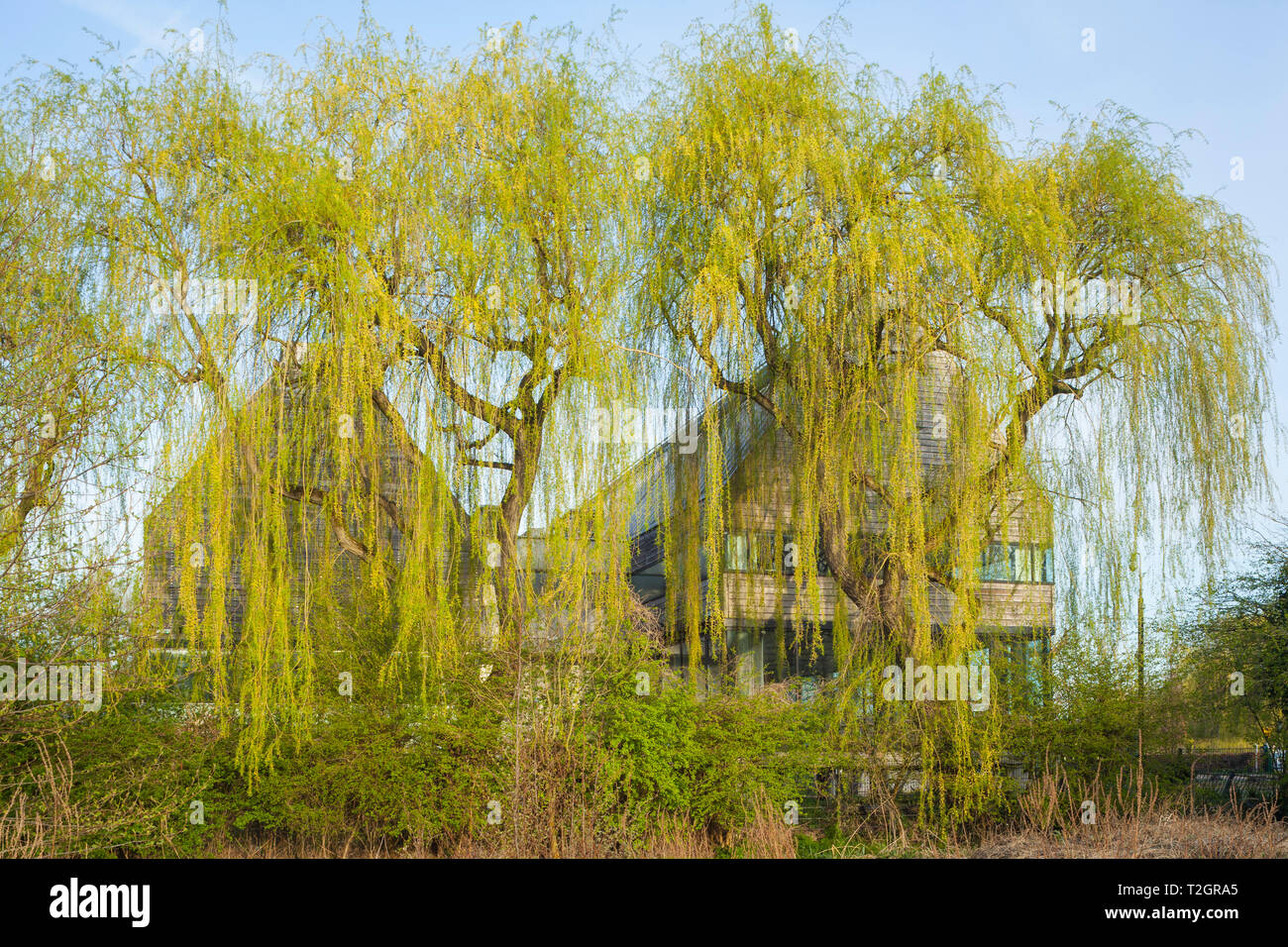 Salici crescere nella parte anteriore del Oriente rivolto verso l aspetto del fiume & Rowing Museum a Henley-on-Thames, disegnato da David Chipperfield Architects Foto Stock