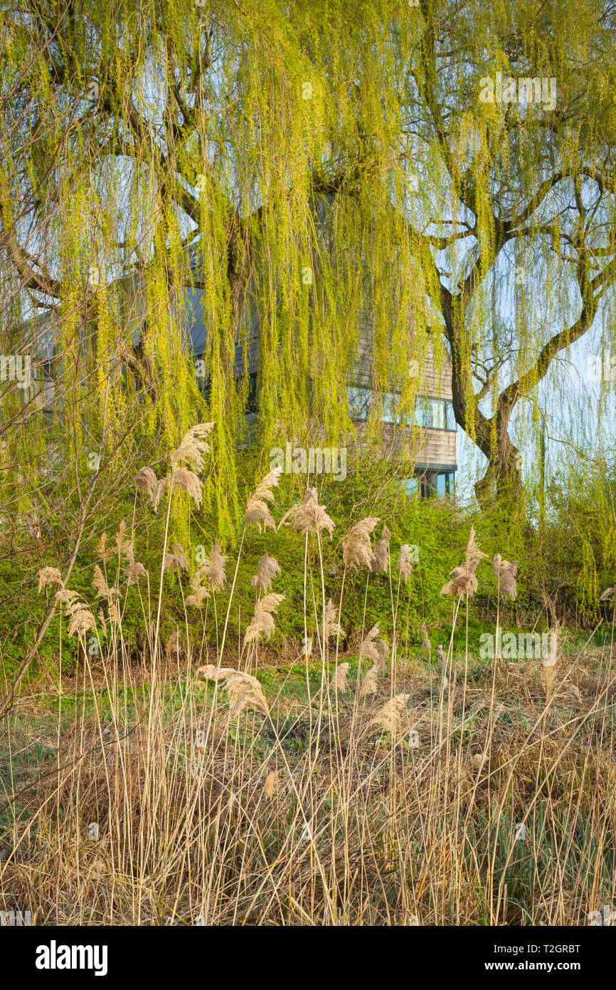 Salici crescere nella parte anteriore del Oriente rivolto verso l aspetto del fiume & Rowing Museum a Henley-on-Thames, disegnato da David Chipperfield Architects Foto Stock