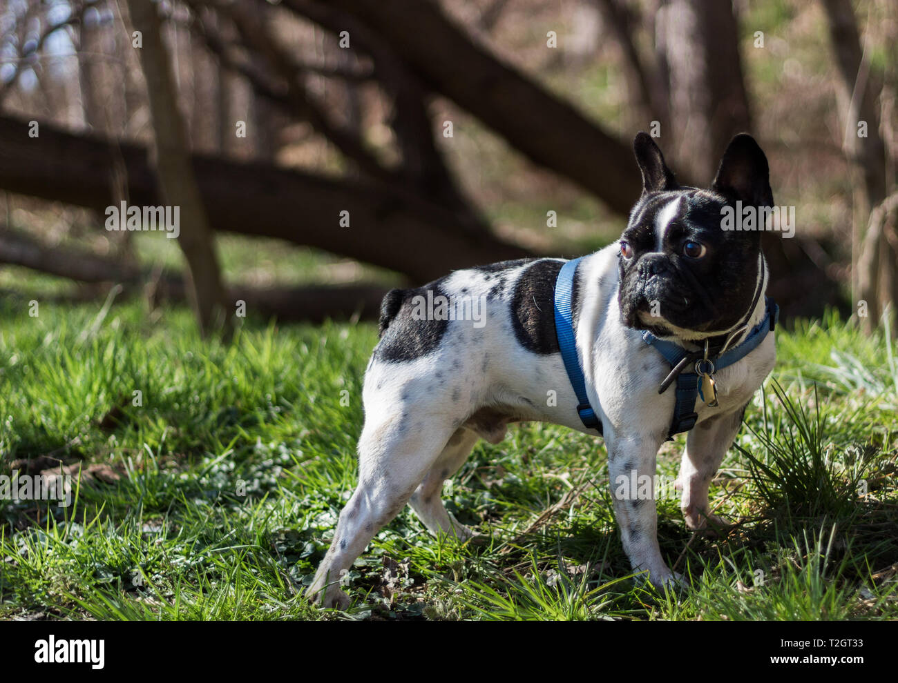 Un bulldog francese andando su una escursione Foto Stock