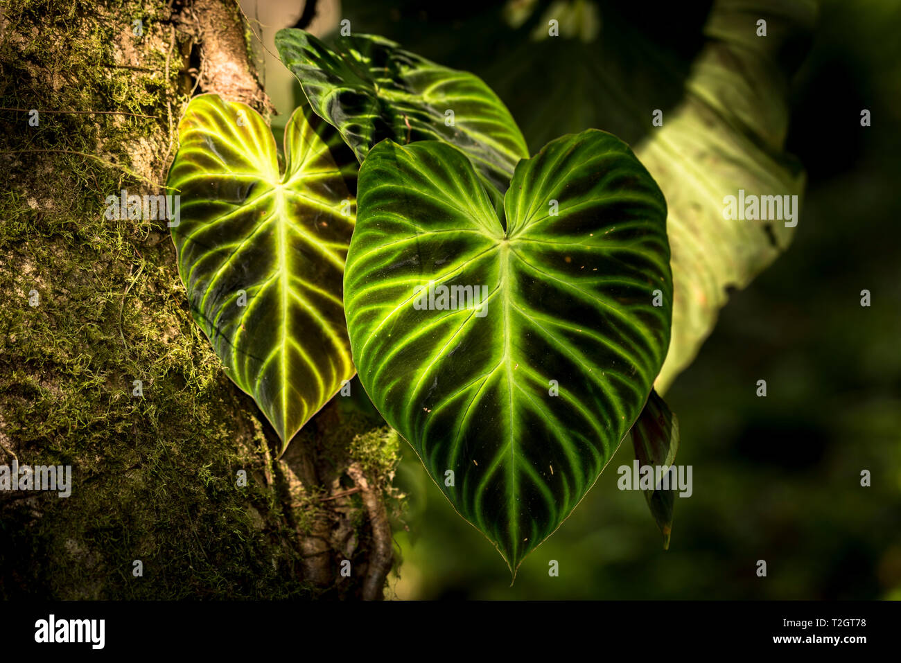 Grandi foglie nelle ombre di Panamas foresta di pioggia Foto Stock