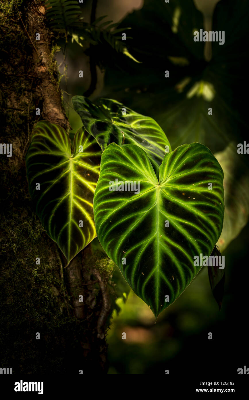 Grandi foglie nelle ombre di Panamas foresta di pioggia Foto Stock