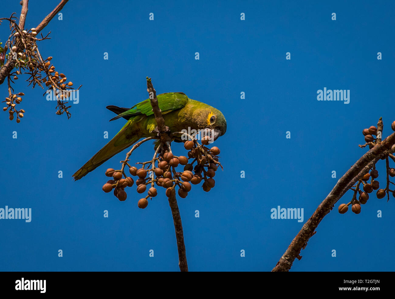Brown throated parrocchetto immagine presa in Azuero Panama Foto Stock