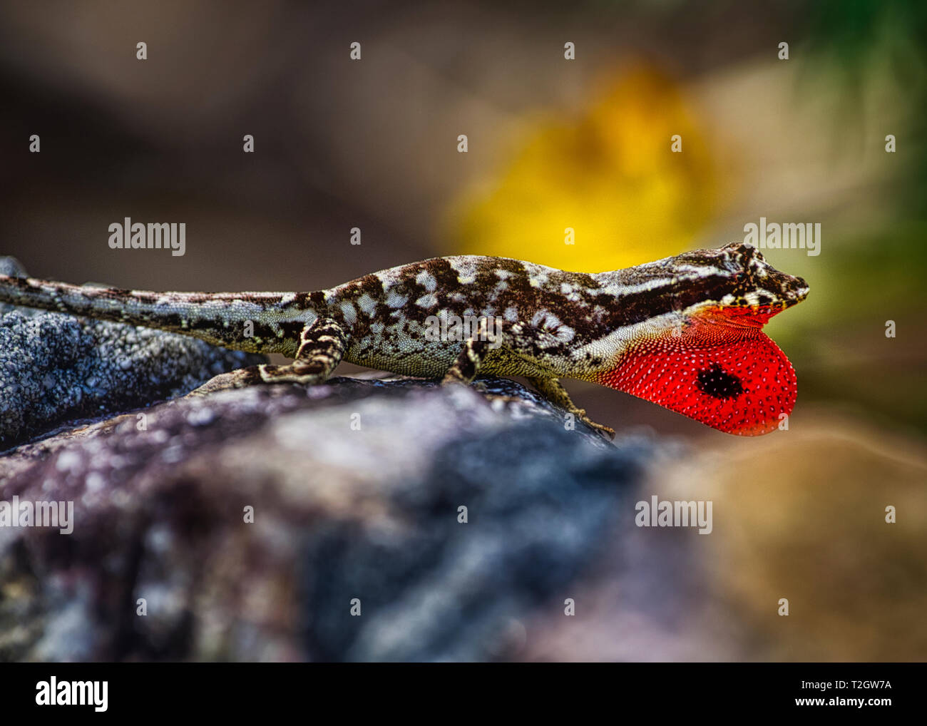 Lizard con big red dewalp Foto Stock