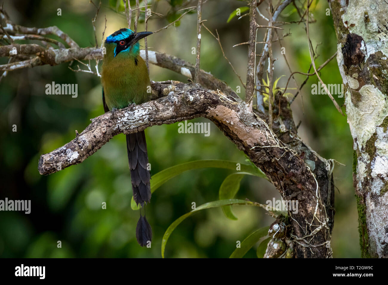 Blue crowned Motmot immagine presa in Panama Foto Stock