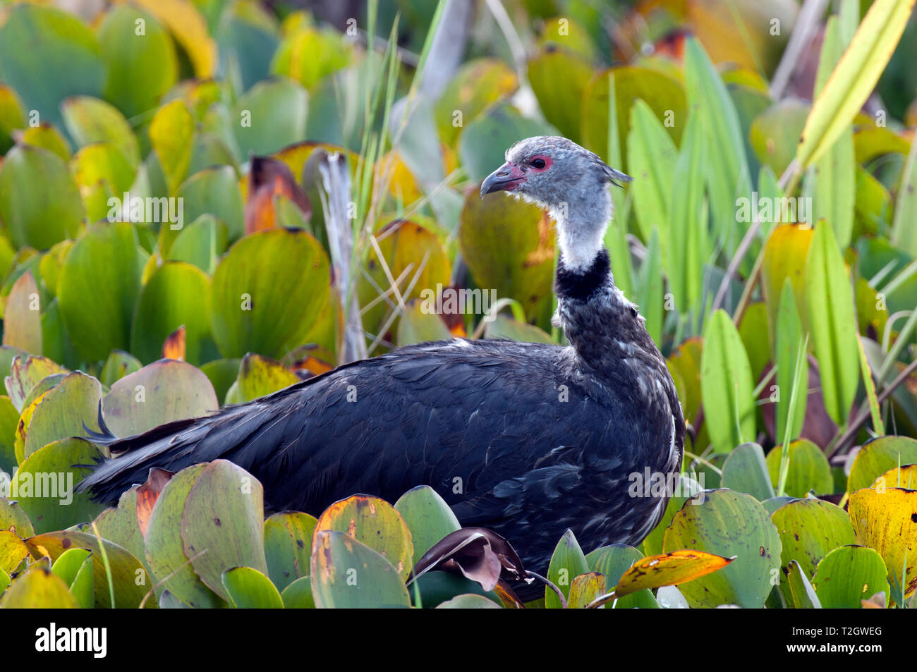 Syncro meridionale (Chauna torquata) nel Pantanal, Brasile Foto Stock