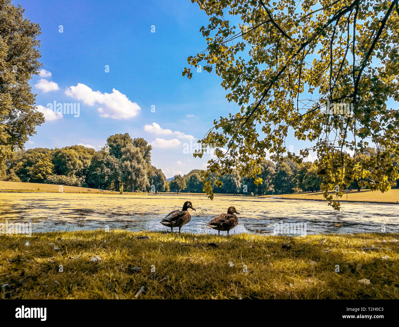 Vista panoramica di due anatre su un lago nel parco Rheinaue, in caduta o collezione autunno. Anatra in Germania park, Bonn, Rheunaue.Due Piccole anatre accanto al lago. Foto Stock