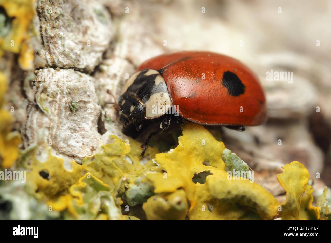 2-spot Ladybird (Adalia bipunctata) a riposo sul tronco di betulla. Tipperary, Irlanda Foto Stock