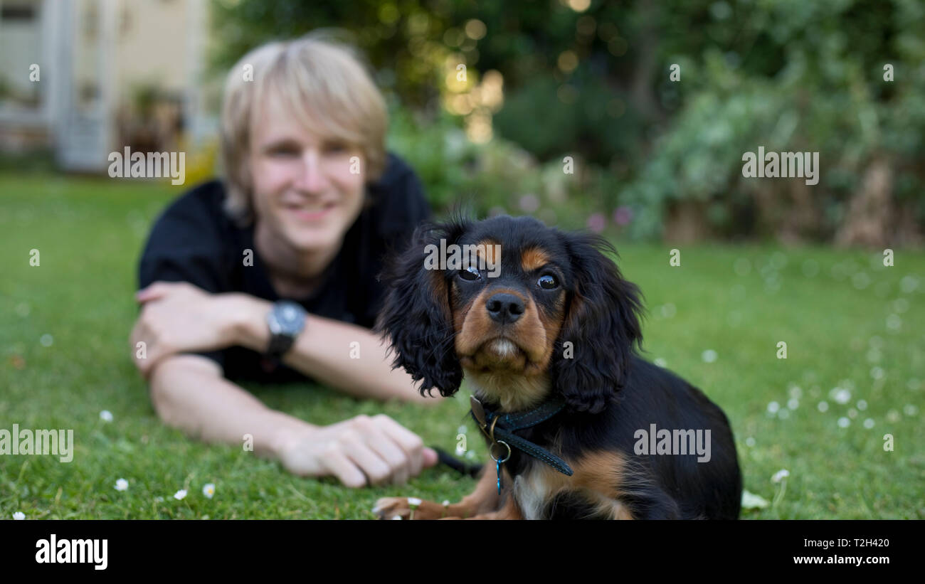 King Charles Spaniel cucciolo di 13 settimane di età, England, Regno Unito; Foto Stock