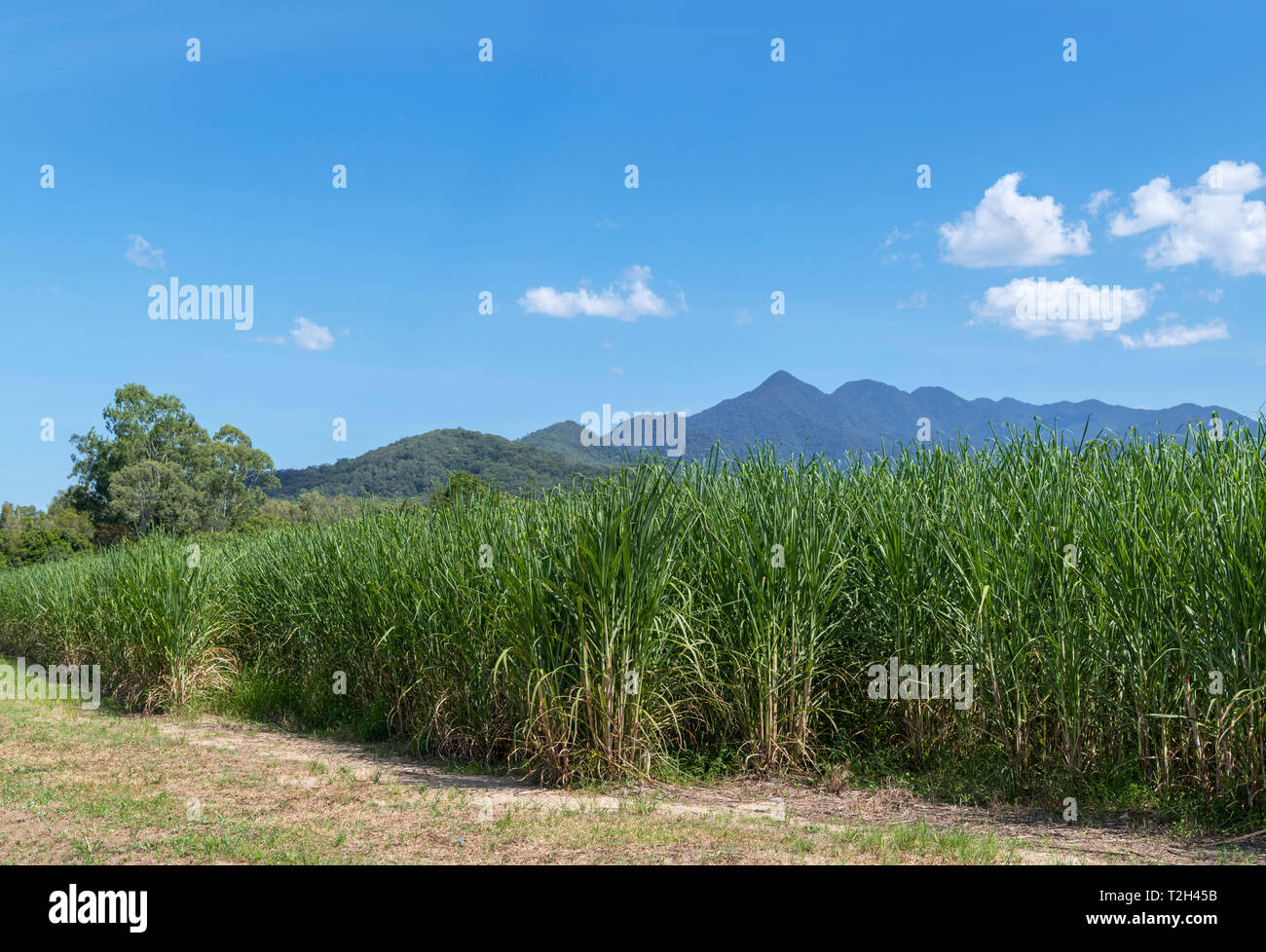 La canna da zucchero i campi a sud di Cairns, North Queensland, Australia Foto Stock