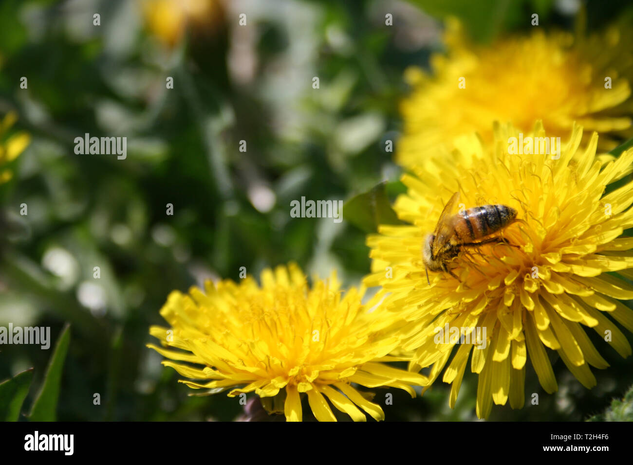 Close-up di bee impollinatori fiore giallo, tarassaco nel verde di un campo di erba in primavera Foto Stock