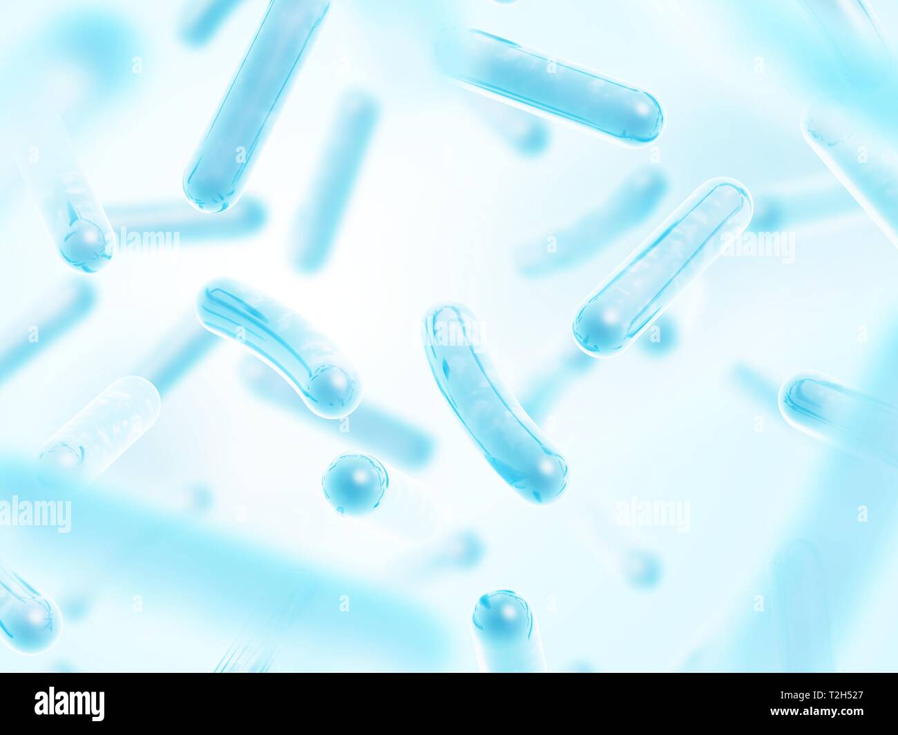 Probiotici Lactobacillus acidophilus. Il colore blu. Foto Stock