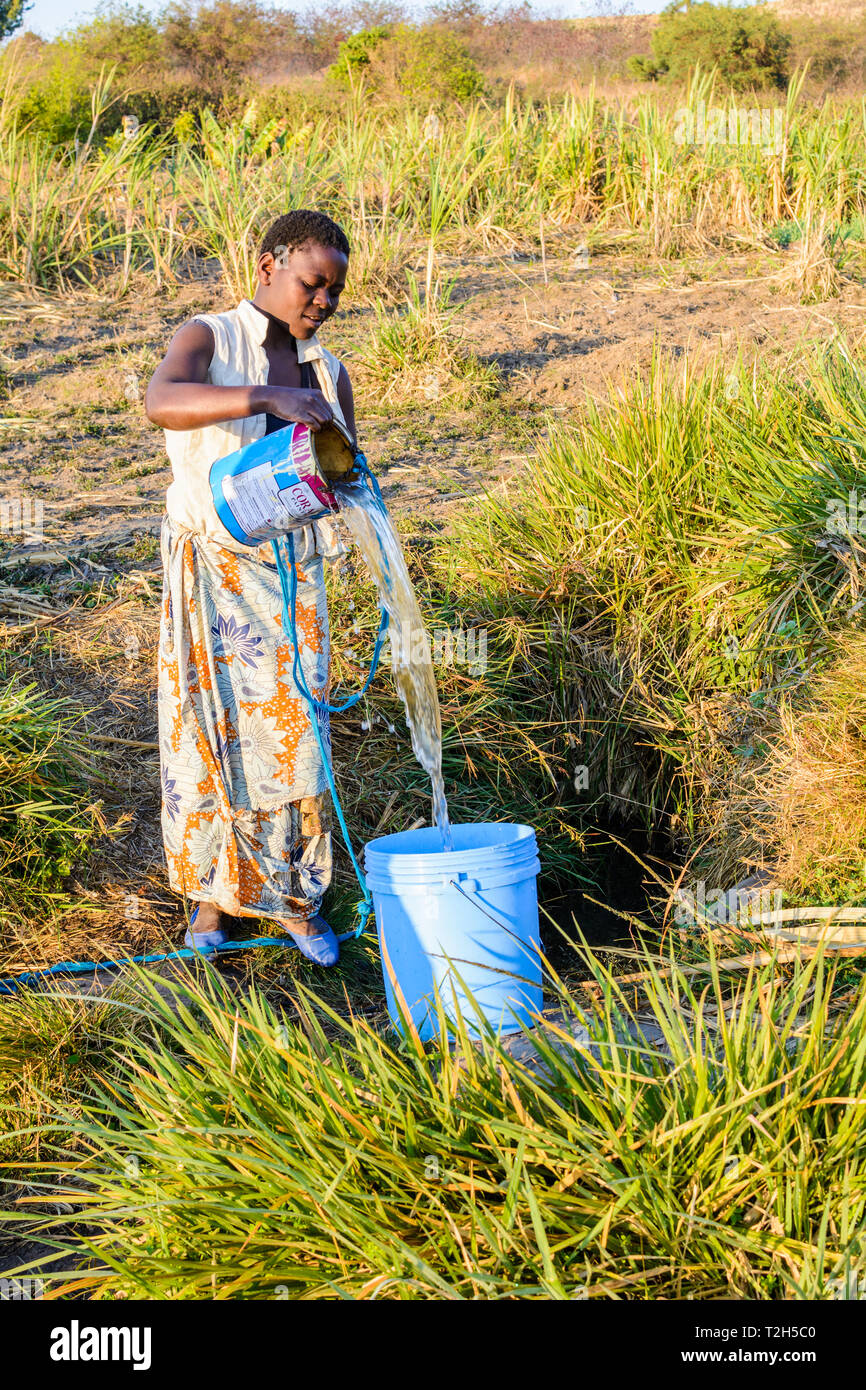 Donna malawiana attira l'acqua per irrigare le colture da villaggio poco profondo bene usando una vernice di stagno Foto Stock