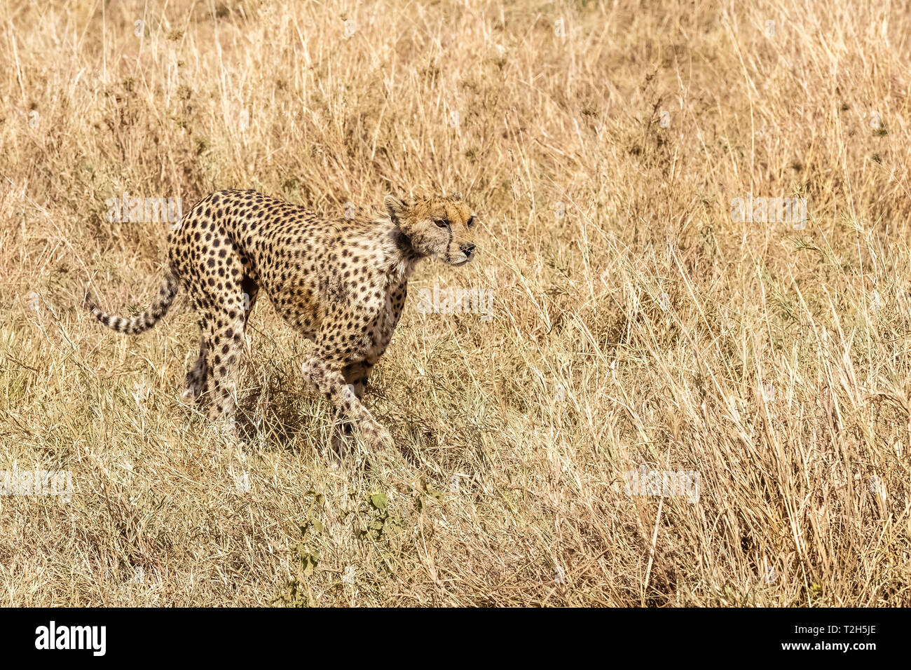 Le scimmie sono eccellenti predatori a causa della loro velocità. Essi sono molto ben adattati per il paesaggio a causa della loro colorazione di rivestimento. Foto Stock