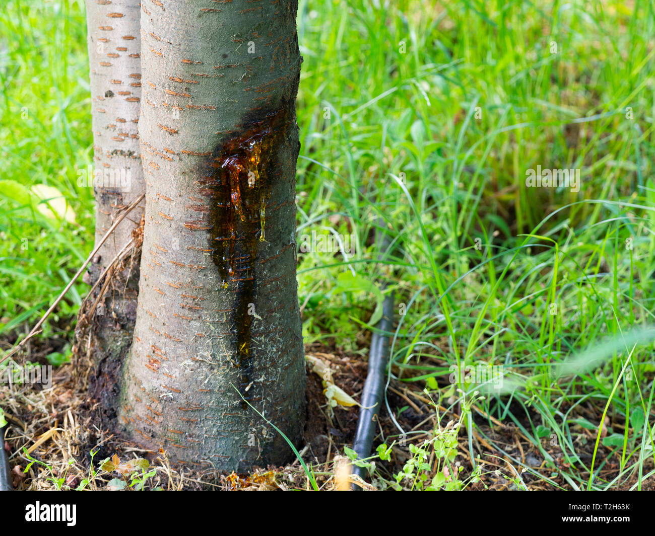 Ciliegio malattia cancro batterico e malattia di colla in ciliegio albero  da frutta. albero da frutta malattia Foto stock - Alamy