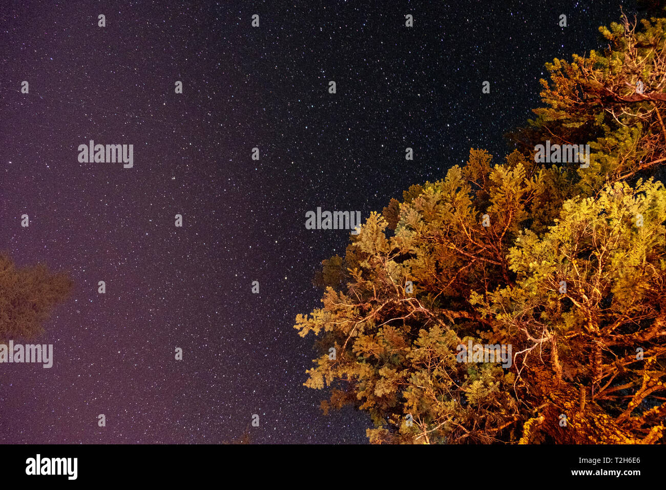 Guardando in alto attraverso i rami degli alberi in un campo di stelle Foto Stock
