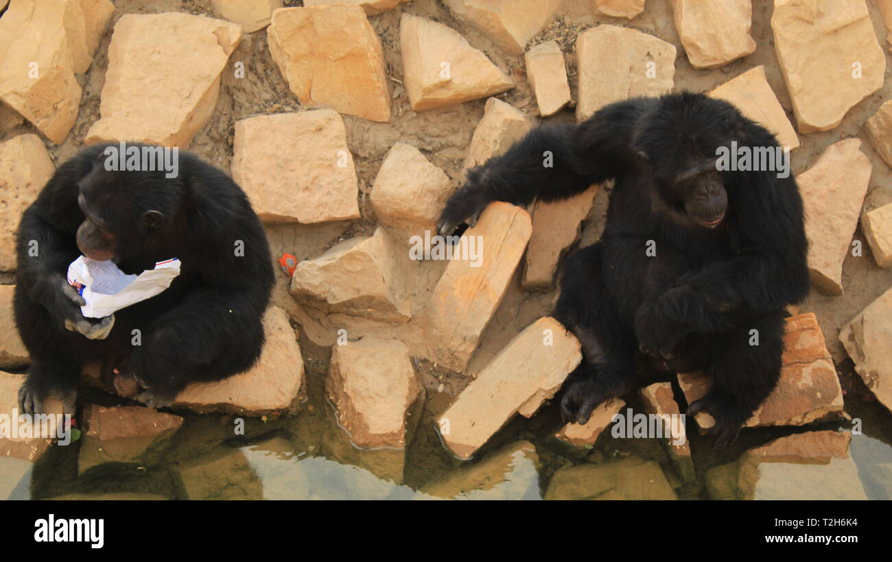 Due scimmie mangiare cibo seduto sulle rocce in uno zoo Foto Stock