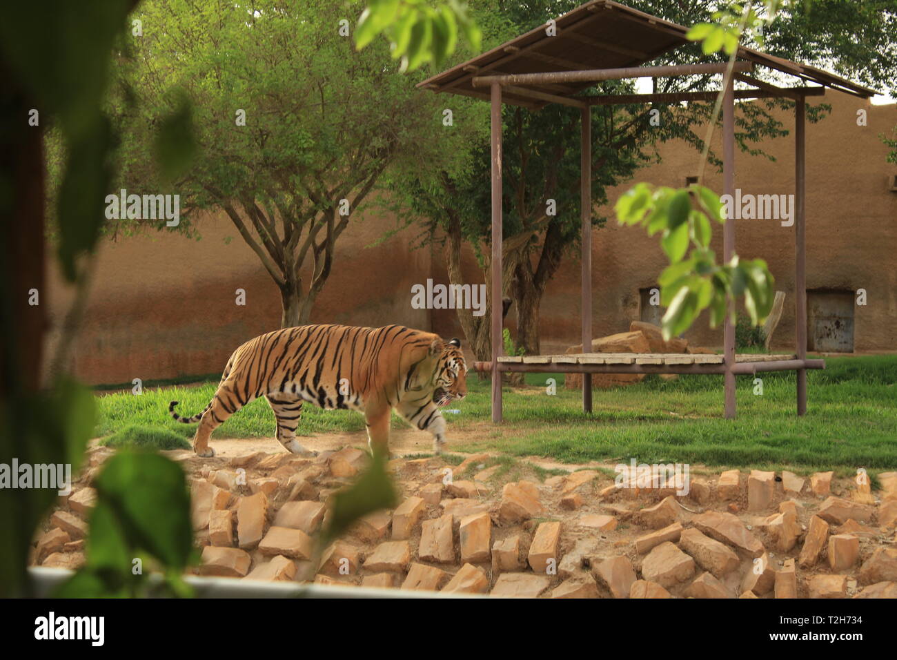 Solo e triste Tiger catturato camminare in uno zoo Foto Stock