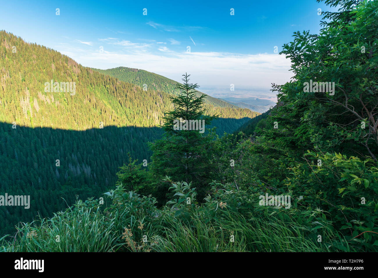 Alberi di conifere sul pendio roccioso. bellissimo paesaggio naturale dei Monti Fagaras sulla mattina d'estate. Scopri la Romania concept Foto Stock