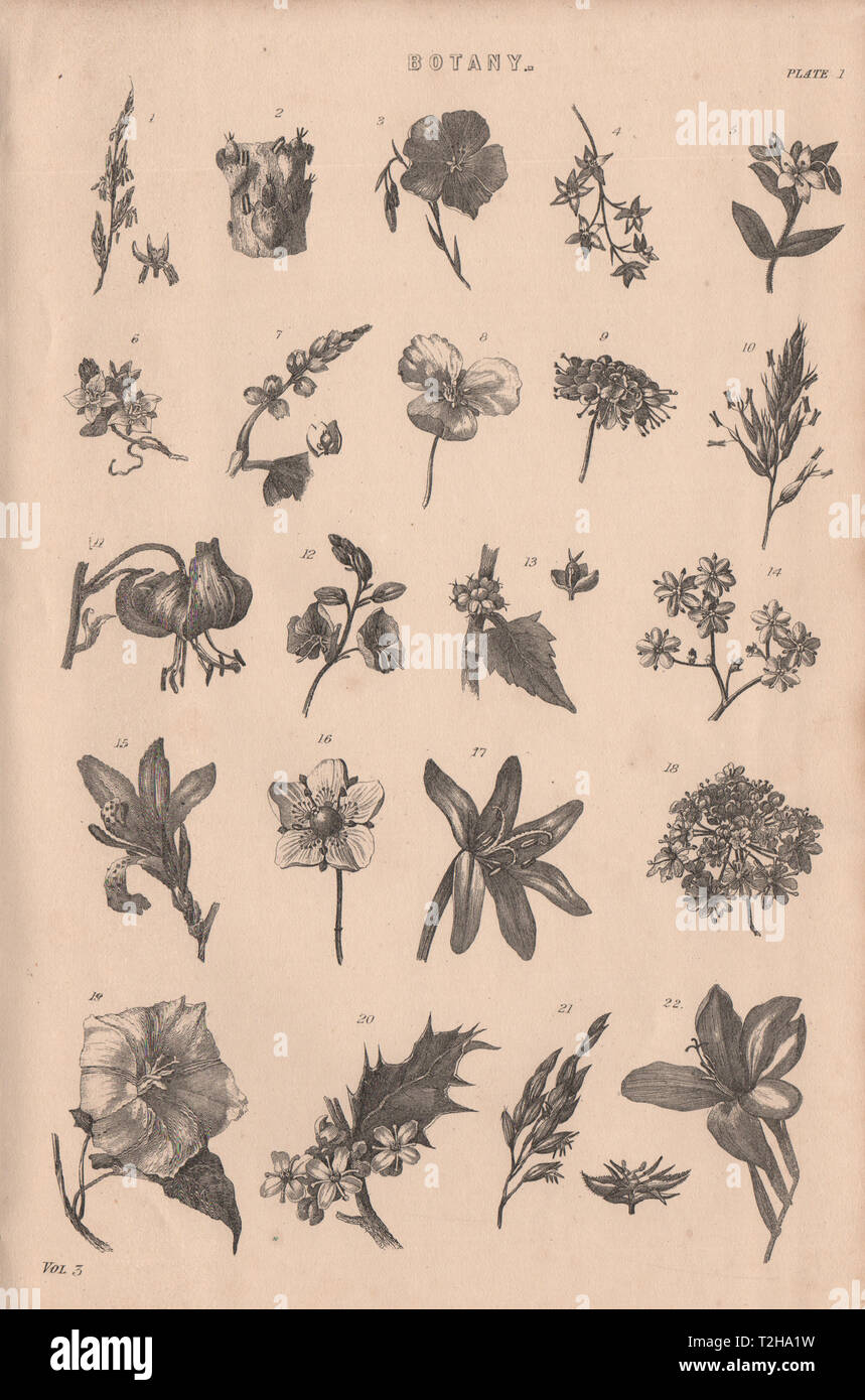 La botanica. Tipi di fiore ho 1880 antica vintage delle immagini di stampa Foto Stock
