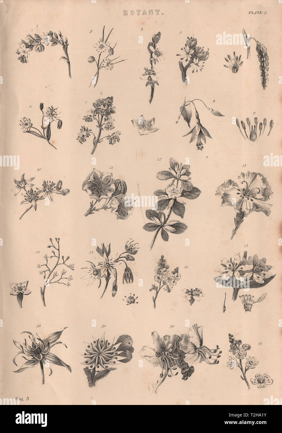 La botanica. Tipi di fiore II 1880 antica vintage delle immagini di stampa Foto Stock