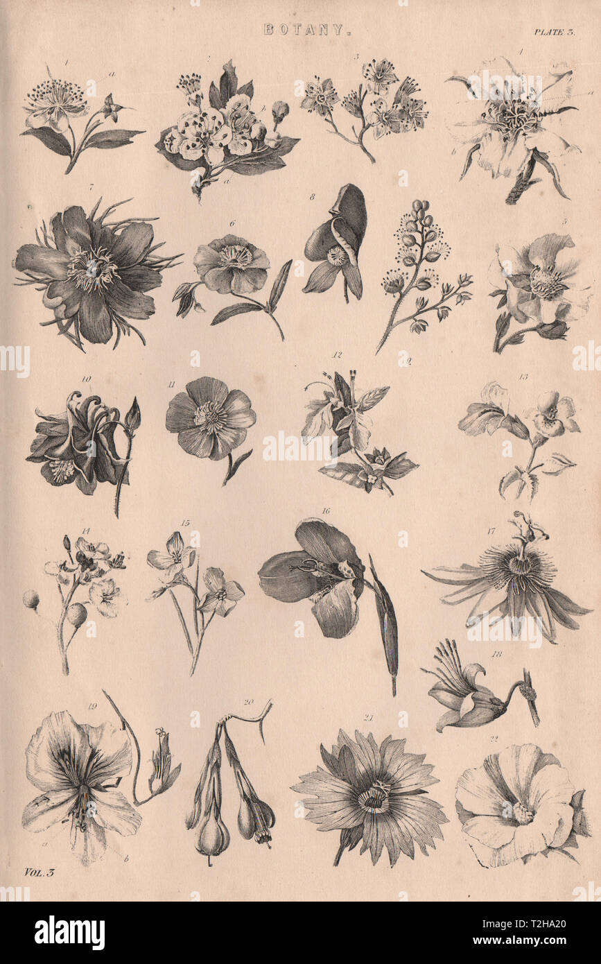 La botanica. Tipi di fiore III 1880 antica vintage delle immagini di stampa Foto Stock