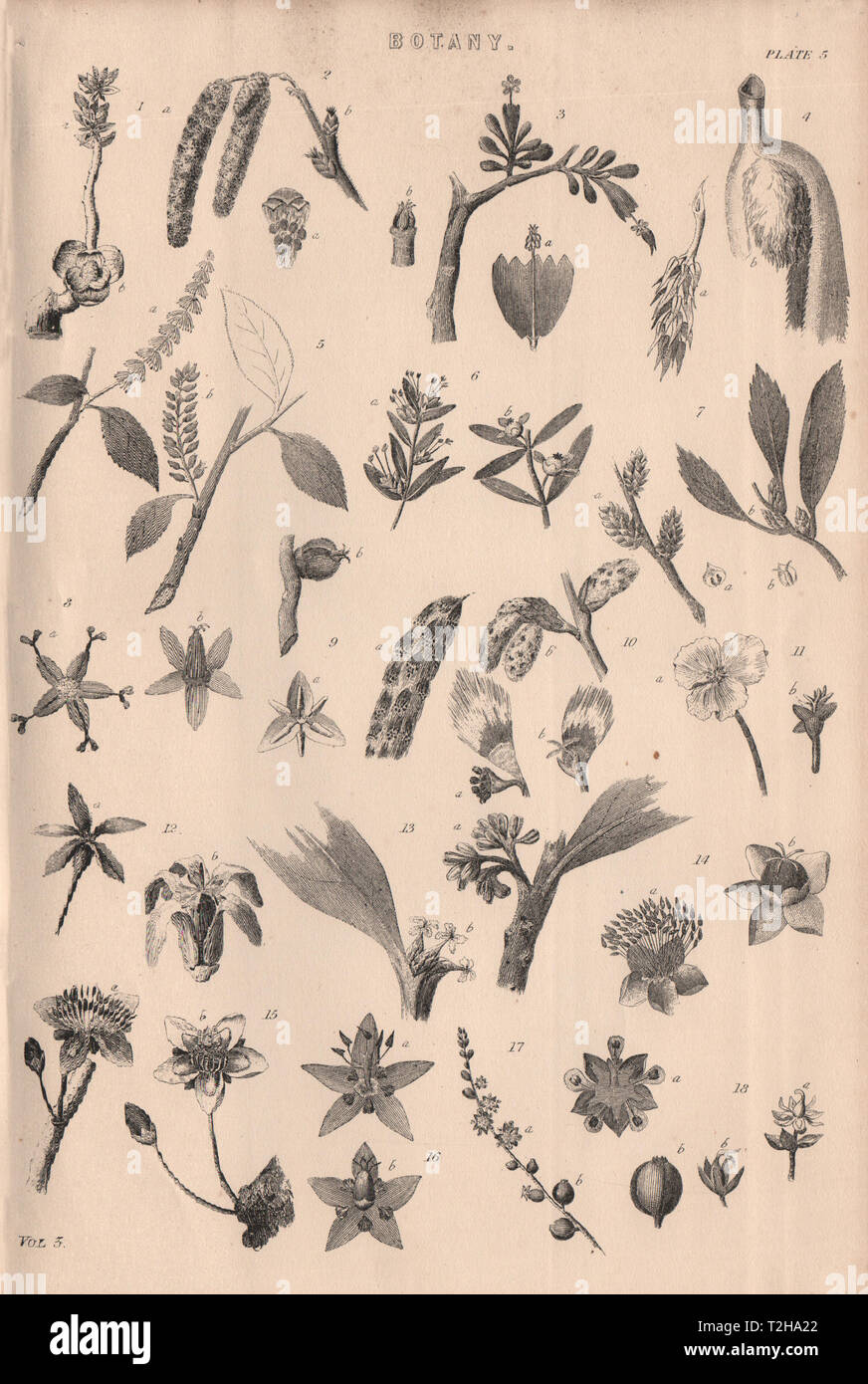 La botanica. Tipi di fiore V 1880 antica vintage delle immagini di stampa Foto Stock