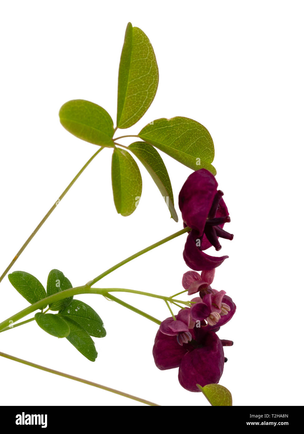 Maschio di piccole e grandi fiori femminili del cioccolato della vigna, Akebia quinata, su sfondo bianco Foto Stock