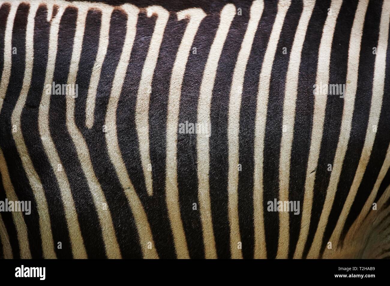 Close-up della pelle da di Grevy zebra (Equus grevyi), captive, Germania Foto Stock