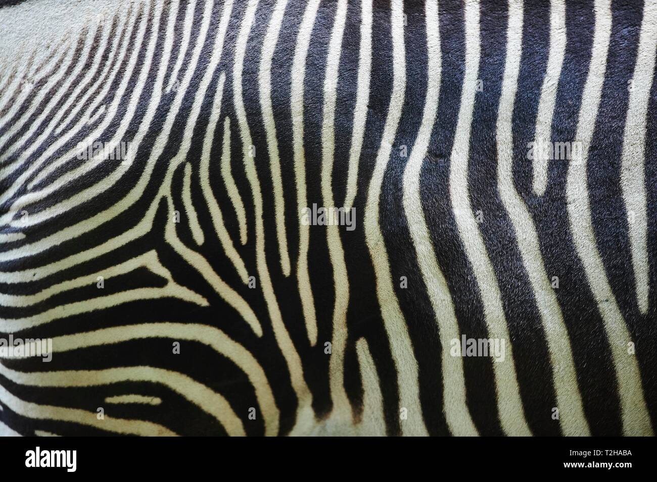 Close-up della pelle da di Grevy zebra (Equus grevyi), captive, Germania Foto Stock