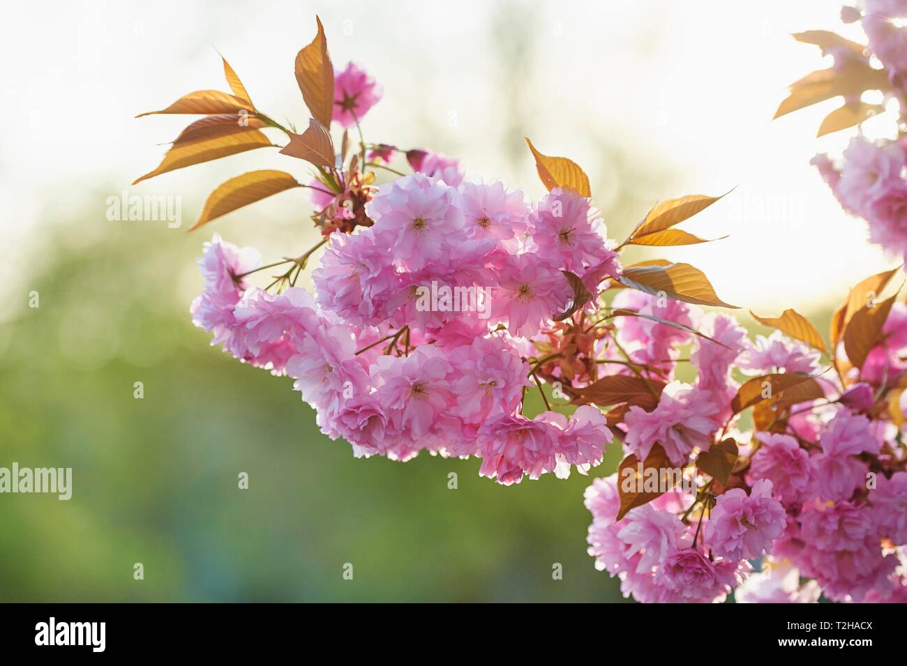 Ciliegia giapponese (Prunus serrulata), specie Prunus Kanzan, fioritura in primavera, Baviera, Germania Foto Stock
