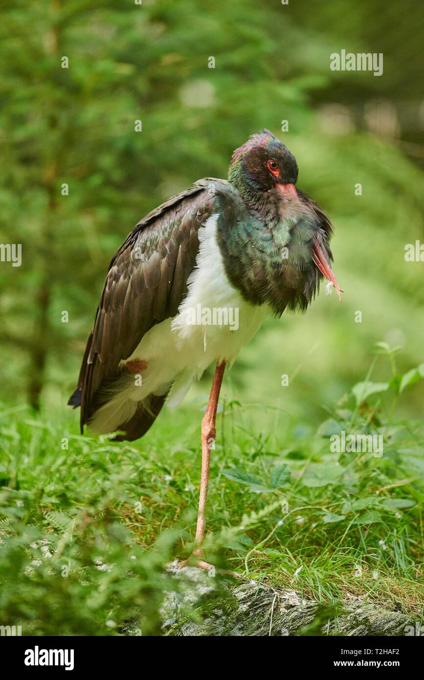 Cicogna Nera (Ciconia nigra) in piedi su una gamba sola, Foresta Bavarese Nationalpark, Baviera, Germania Foto Stock