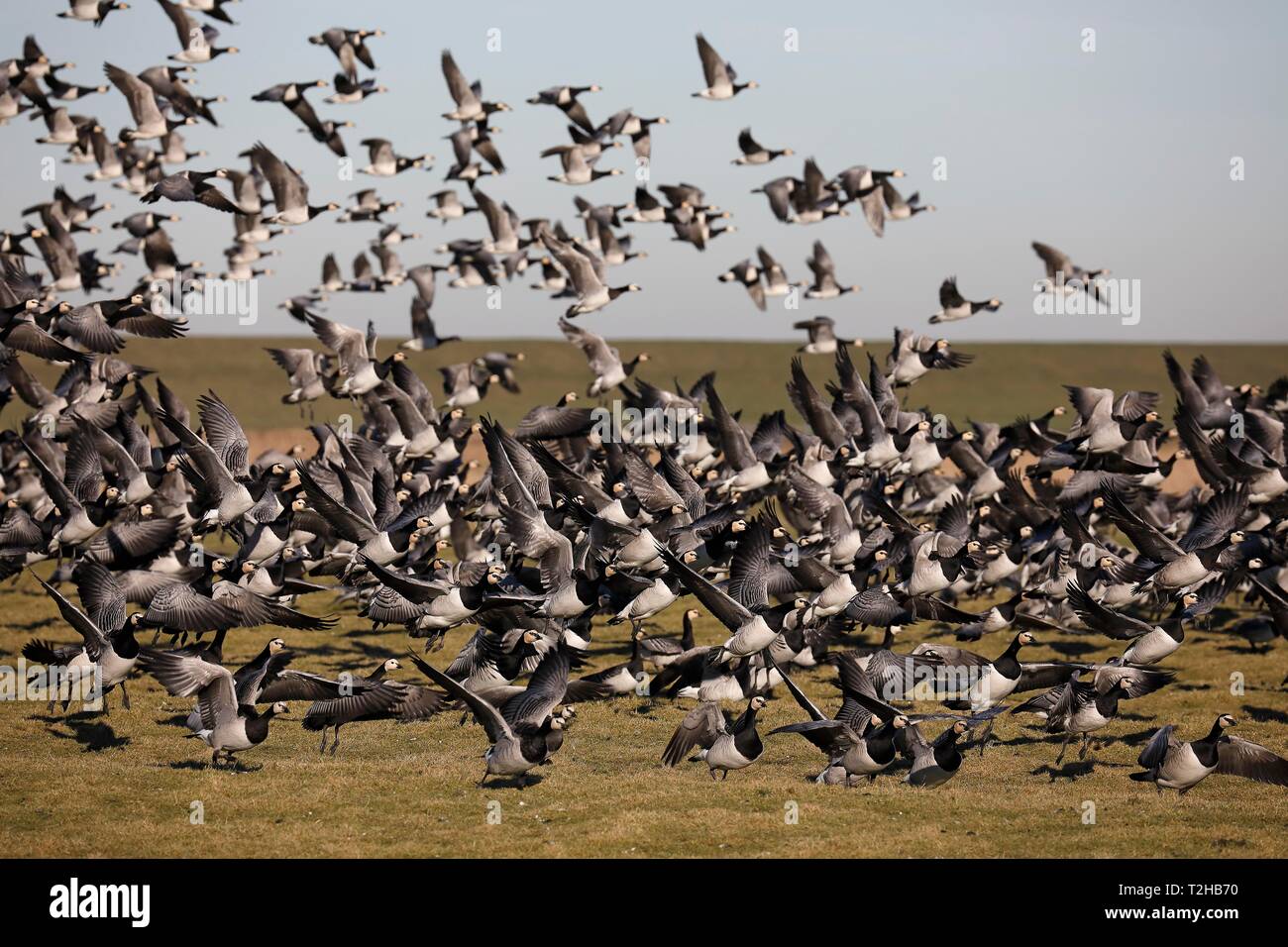 Oche facciabianca (Branta leucopsis), flying stormo di uccelli, costa del Mare del Nord, Nord Frisia, Schleswig-Holstein, Germania Foto Stock