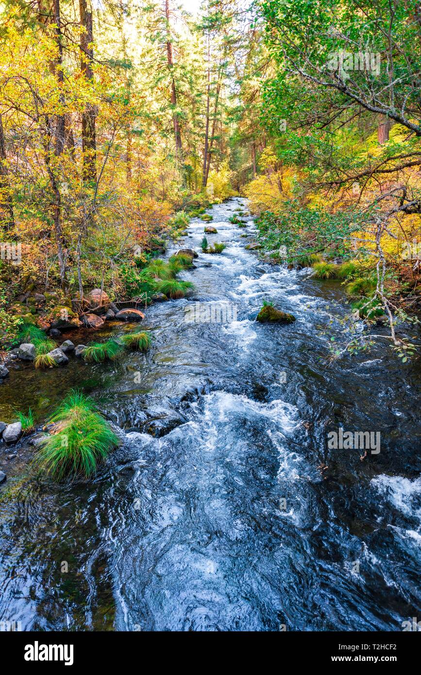 Alberi autunnali, giallo-arancio di foglie, vegetazione autunnale sul fiume Marion creek, Oregon, Stati Uniti d'America Foto Stock