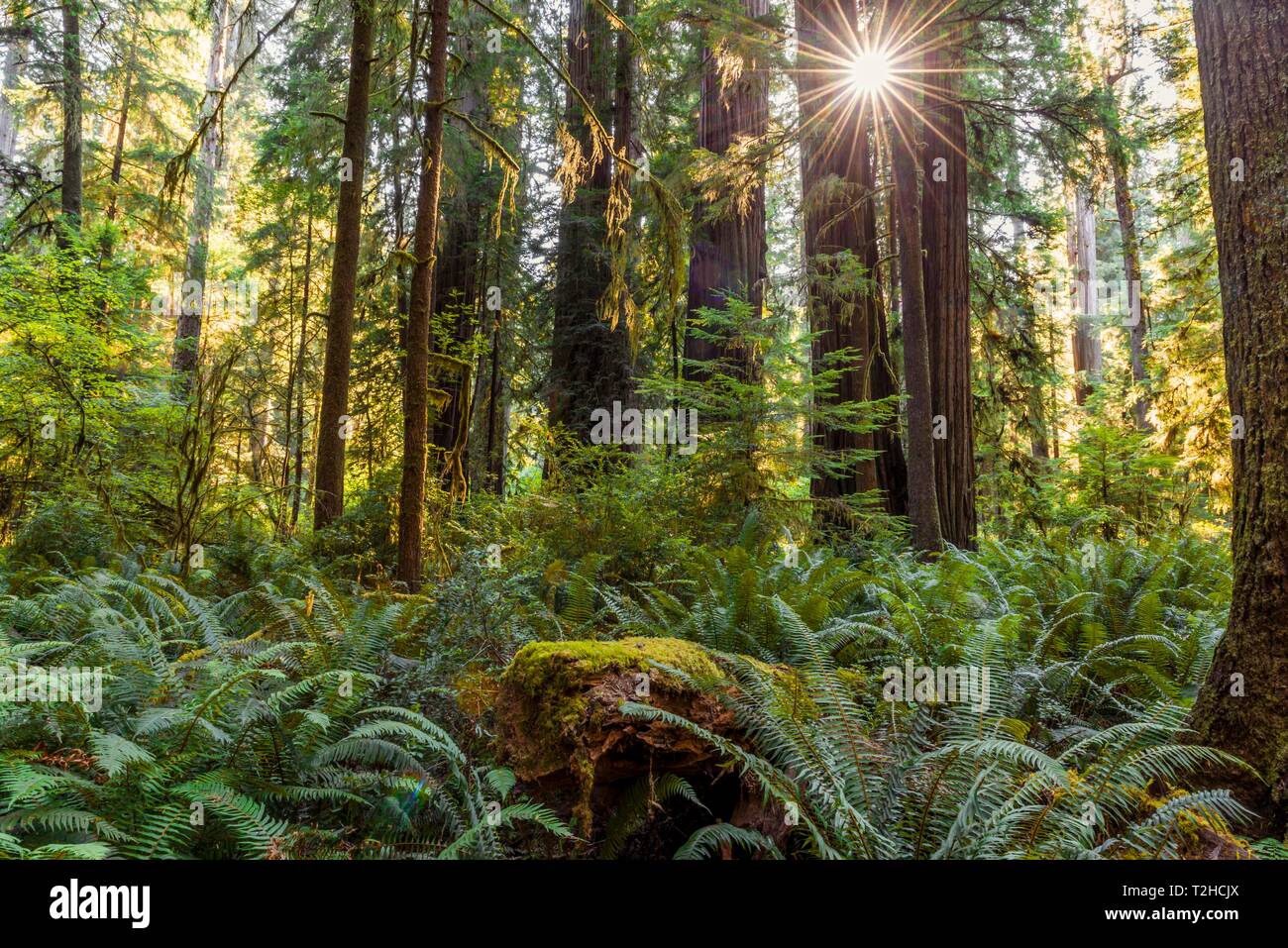 Costiera di alberi di sequoia (Sequoia sempervirens), sunbeam risplende attraverso la foresta di felci, fitta vegetazione, Jedediah Smith Redwoods State Park Foto Stock