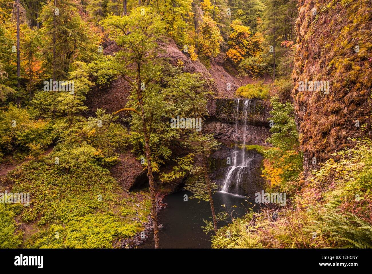 Cascata, fitta vegetazione, Silver Falls State Park, Oregon, Stati Uniti d'America Foto Stock