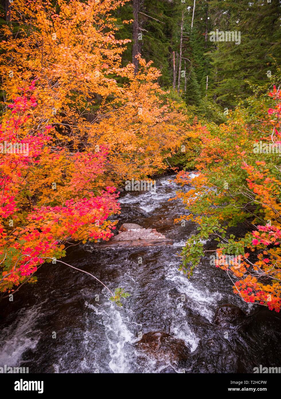 Alberi con variopinti colori autunnali, rosso arancio foglie, vegetazione autunnale presso il fiume Marion creek, Oregon, Stati Uniti d'America Foto Stock