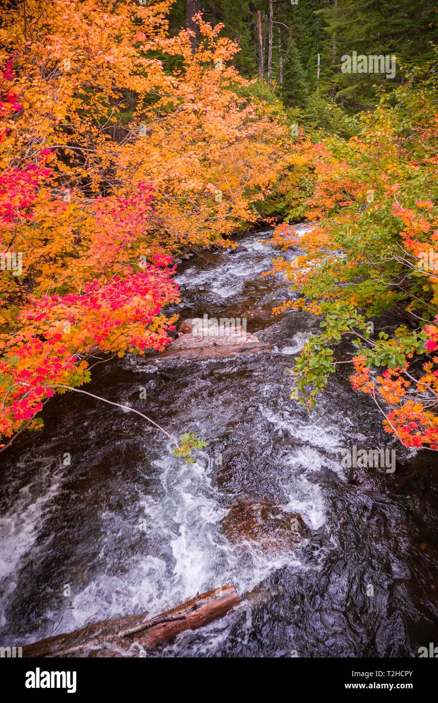 Alberi con variopinti colori autunnali, rosso arancio foglie, vegetazione autunnale presso il fiume Marion creek, Oregon, Stati Uniti d'America Foto Stock