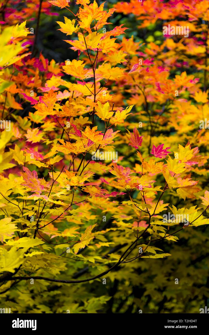 Estate Indiana, il rosso e il giallo delle foglie di un Acero (Acer), i colori autunnali, Oregon, Stati Uniti d'America Foto Stock